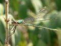 Chalcolestes viridis